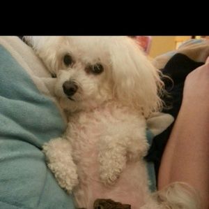 Meet your Posher, Krista